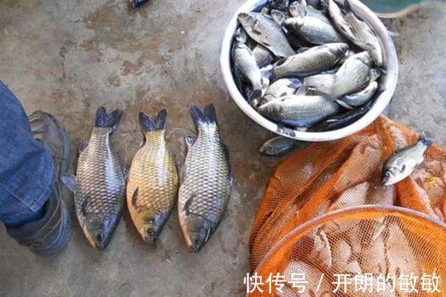 鲫鱼哭运在油锅,批量钓法了解一下,一天能钓七八十斤鱼