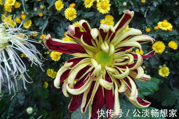 喜欢菊花，不如养盆“名菊之首”帅旗，似统帅旗帜，美艳多娇！