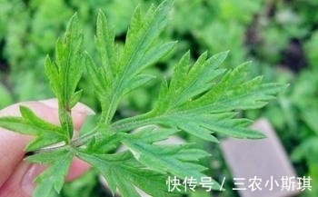 艾叶|艾叶草有什么功效