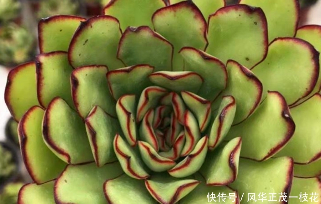 肉友们|多肉墨西哥灵隐,冬天这样养护更显花容月貌,比春秋露养还美