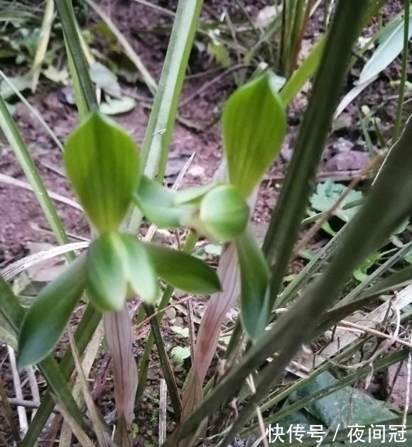 兰草真抗旱，放在老家的兰草，2个月没浇水，叶子依然挺拔