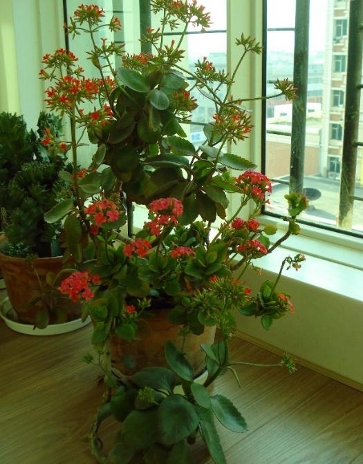 入冬后,这“3种”花不用买用1个“套路”,不花钱就能带回家