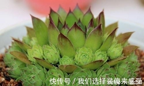 浇水|3种多肉植物，号称“爆崽小天才”，遇水疯长，养成群生肉墩子！