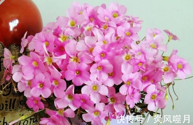 这5种花爱“生崽”,今年种一棵,来年变“一堆”,好养又省钱!