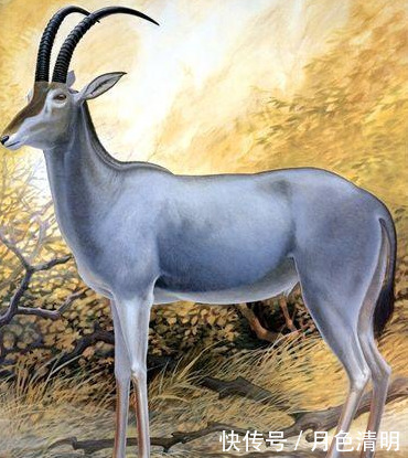 蓝色鸽子、巨鹿、斑驴,人类灭绝的9种美丽的国宝级动物