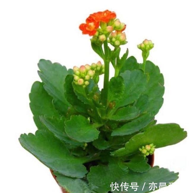 养护|客厅养护长寿花,注意这4点,就能照常生长!