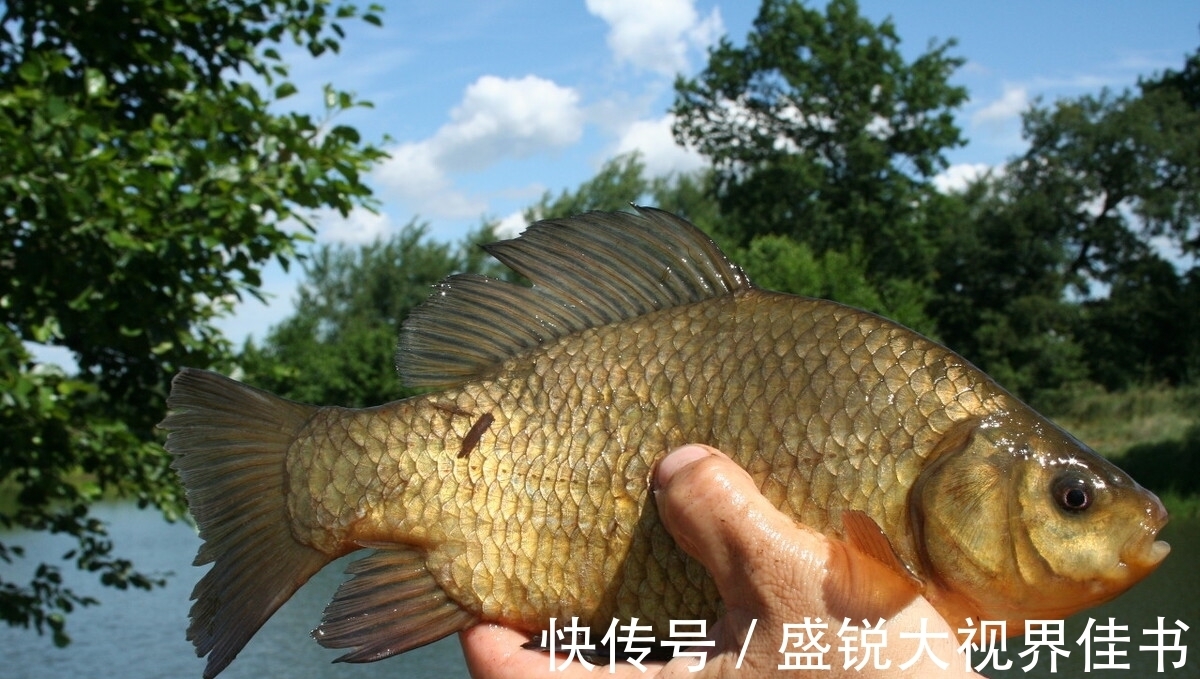 斤塘|钓鱼大师钓鱼很厉害,可是我越学越是钓不到,这是什么原因?