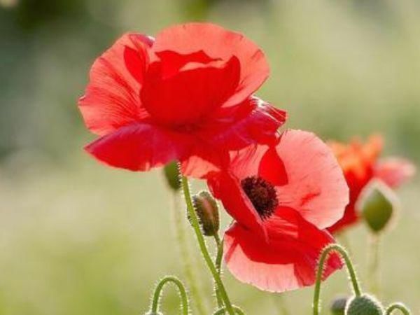 伽蓝菜|吸臭强性强的4种花,摆在卫生间里,杀菌驱虫,比清新剂还好用