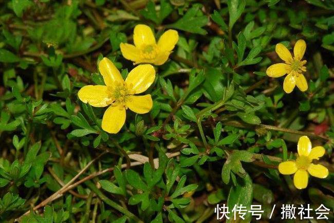 猫爪草|常用此草泡一泡,对抗多种细菌,预防肿瘤细胞,小孩老人都能泡