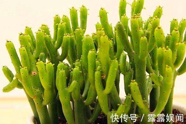 多肉植物|这些多肉植物有毒,不适合养在室内,赶紧记住它们的样子!