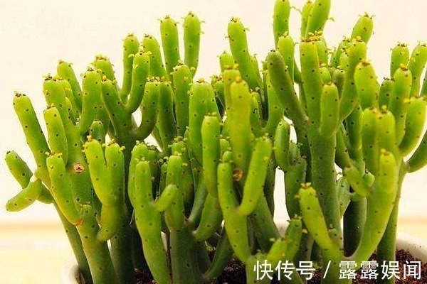 多肉植物|这些多肉植物有毒，不适合养在室内，赶紧记住它们的样子！