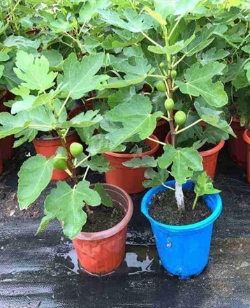 一个枝条插花盆，10天生根，当年结果50颗，超市30块钱一斤