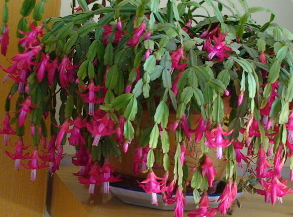 蟹爪兰花谢后,每7天涂点“催花水”,不出半月就再次冒花苞了