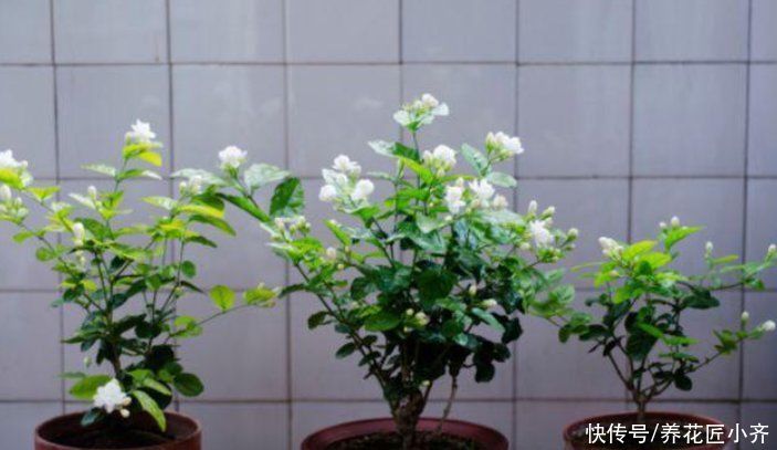 茉莉花黄叶开花少？现在开始做好“三足”，叶子油绿，开花到冬季