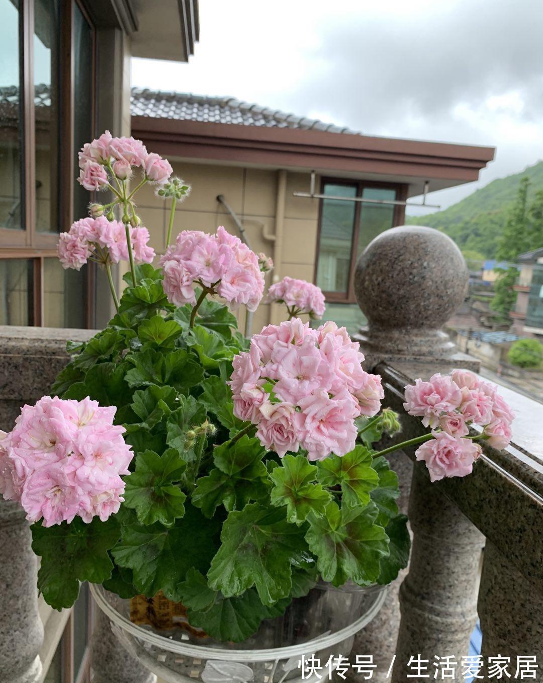 阳台|天竺葵“白鼠”,花美若玫瑰,丰花勤花,栽培简单,很值得拥有