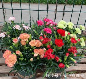 牡丹花|4种“富贵花”，南方养不好，北方能养几十年，爆成花树