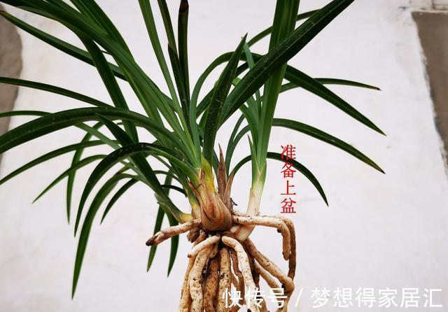 兰友|秋天养兰花最怕什么?犯了这3条禁忌,兰花就很难越冬