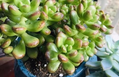 珍珠|养多肉植物,做到此3点,叶子圆润如珍珠,色似糖果五颜六色