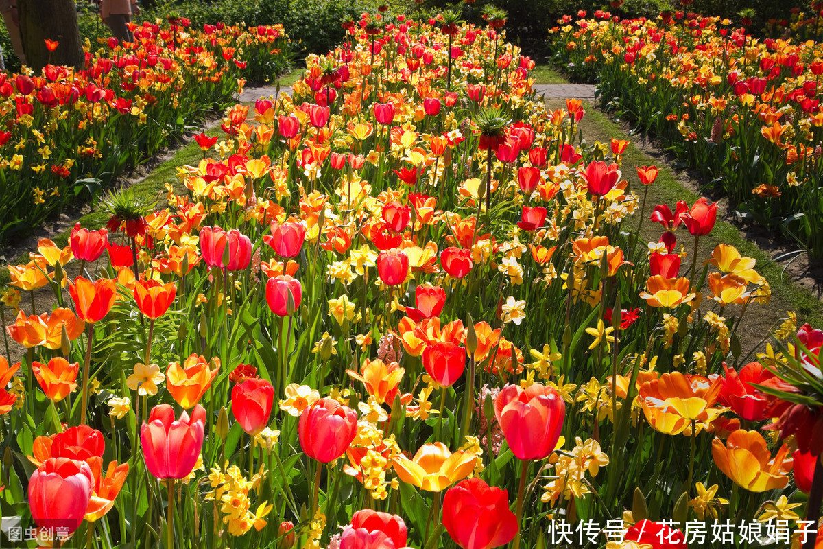 满枝|开花结果前,用啥花肥多不如它,养啥旺啥,花爆盆果子挂满枝