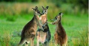 想不|澳大利亚人想不明白,袋鼠肉出口六十多个国家,为何中国人不爱吃