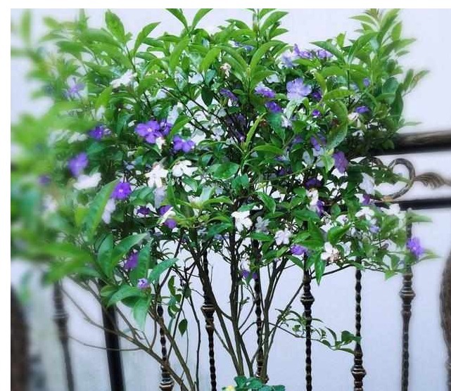 我在自家庭院种以下花，邻居闻到花香，纷纷赶过来观赏