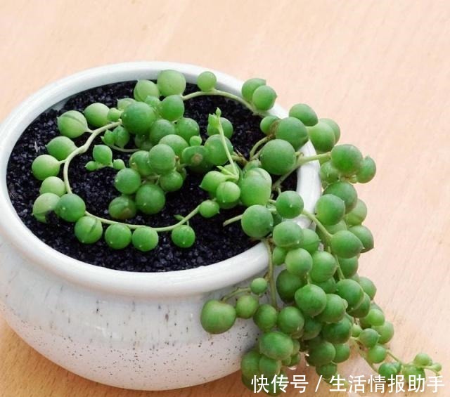 适合新手养的5种多肉,摆在阳台上,越长越美!