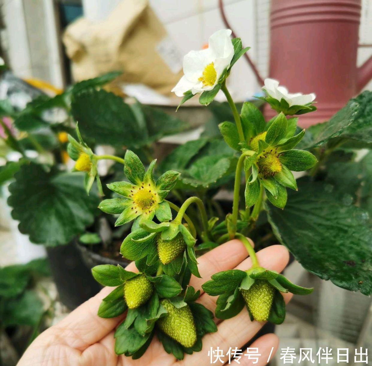 春天一定要种这3种盆栽,很好养果子多,在家享受采摘乐趣