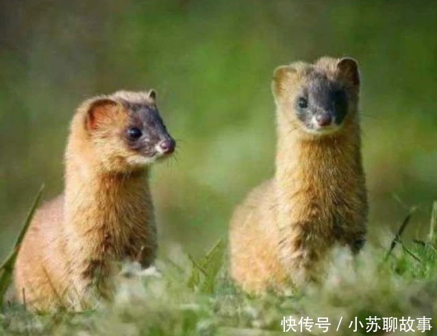 家禽$老祖宗总说黄鼠狼不能杀,科学研究表明,还真不能杀