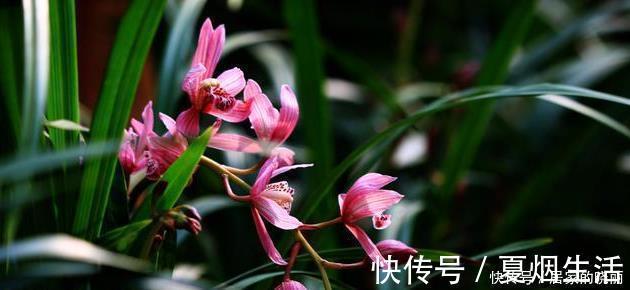 兰花市场的水很深,那怎么才能分辨出一株兰花的好坏?