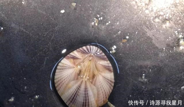座头鲸身上的藤壶 座头鲸身上的藤壶