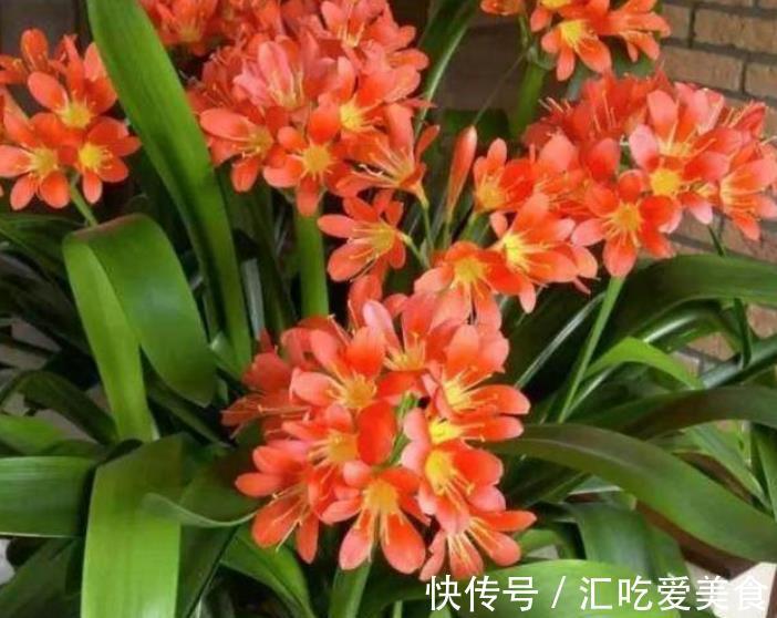 11月君子兰出现“3征兆”,及时做好养护,快速上箭开花丰满