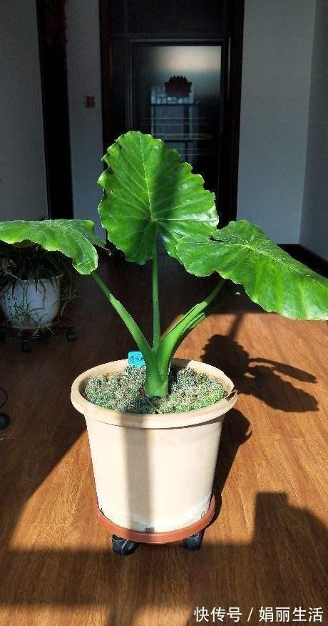 花友们|这种“养人”花,窗台客厅摆一盆,干干净净又杀菌