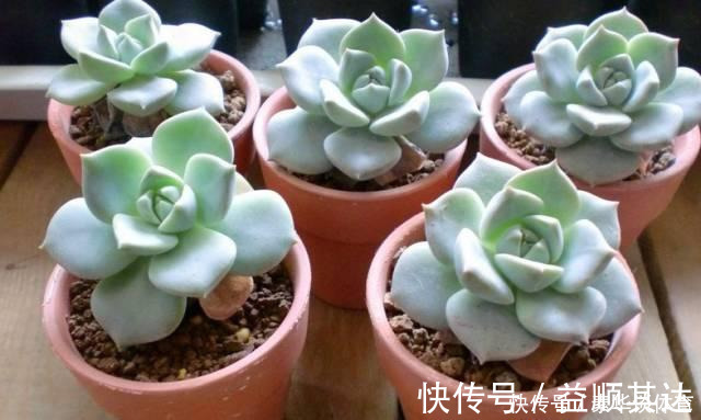 垂盆草|养花技巧6种花扔土里就能活，养死了算你厉害