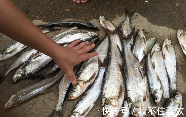 鱼王|男子钓上百斤一样的鱼,酒店出2000元收购,堪称千岛湖鱼王