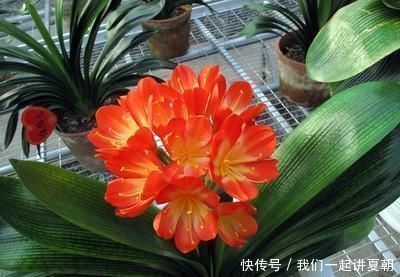 为什么我养的君子兰叶片都是耷拉着的，而看别人养的都是直立着的，这跟品种有关吗？