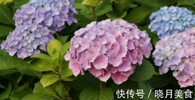 适合封闭阳台养的5种花,抗病性强,超容易开爆盆