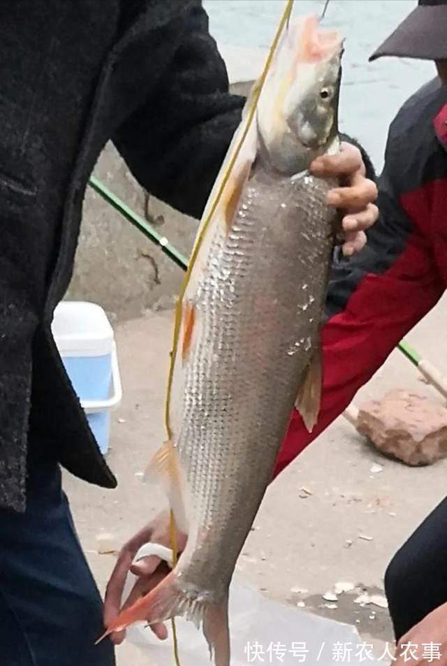 翘嘴鲌|湖南湘江边的钓鱼大军，隆冬的严寒也不能阻挡，有人直接以此赚钱