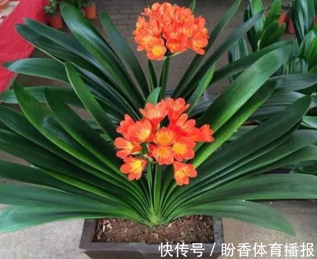 客厅|6种“转运花”,最合适养客厅,漂亮大气,富贵又吉利