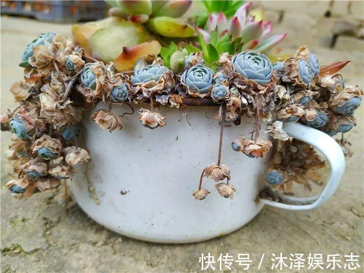 农村爷爷养多肉，破缸、破鞋里都塞满，照样养的肥嘟嘟！