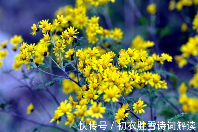 黄庭坚#明丽早秋山水宋词三首:谁道秋来烟景素,一番时态一番新