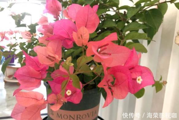 侧芽|修剪三角梅，记住“3字口诀”，侧芽多，花苞多，开花爆盆很简单