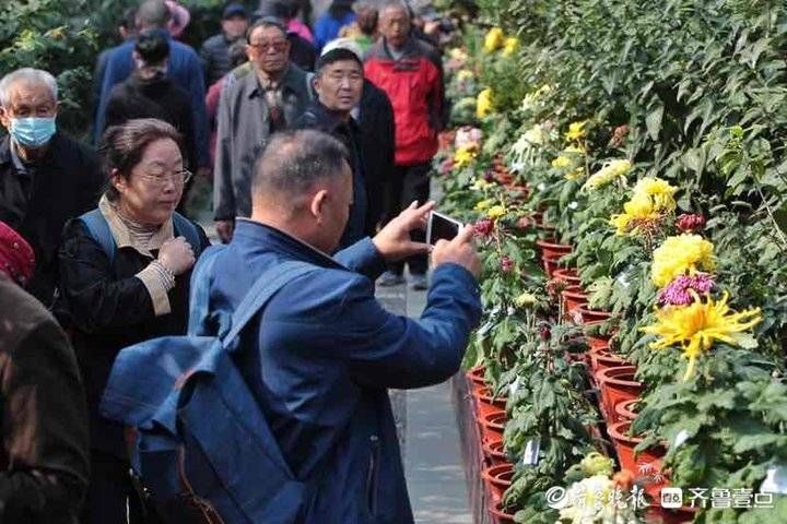 趵突泉|争奇斗艳！济南趵突泉菊展上这些精品独本菊很吸睛