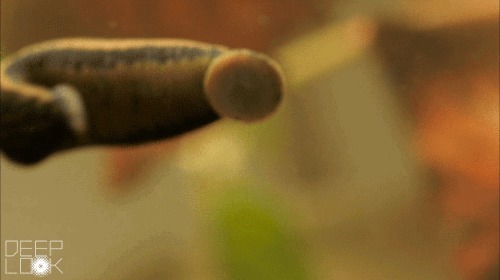 鼻塞|太可怕!蚂蟥在男孩鼻腔内吸血半个月,为何一点感觉都没有?