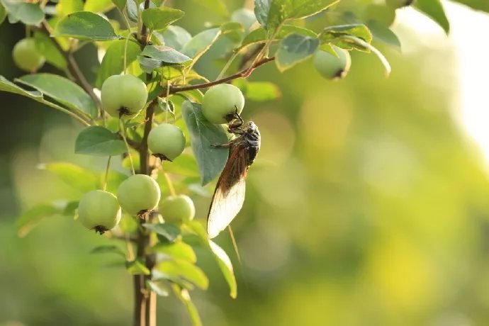 寒蝉|立秋之后,寒蝉鸣