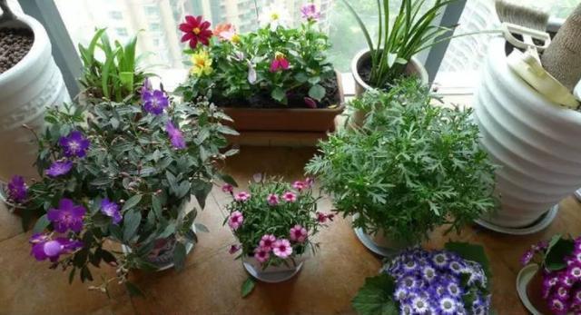 养花门槛虽低,却需要多学习,先掌握“自制肥”要领!