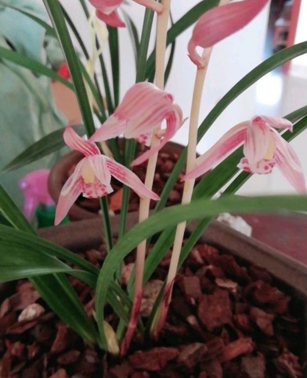 老花农养兰花,用3种植料,兰花不烂根,芽蹭蹭冒,花呼呼开