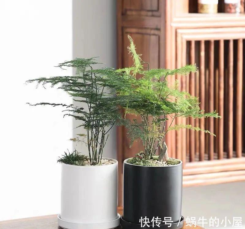 家里养文竹,春天注意这5个小细节,叶绿根壮长势好,满室书香气