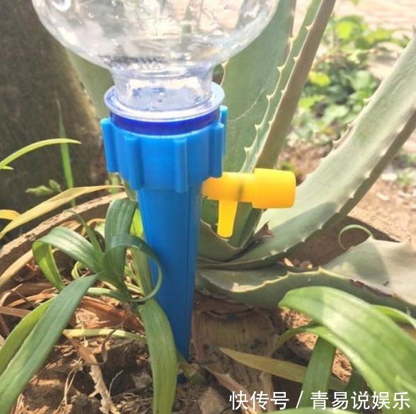 养花不活，其实是“1个步骤”没做好，若会正确方法，养啥都爆盆