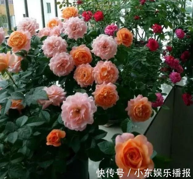 玫瑰|这些花卉美过玫瑰，浇水就疯长，开花就爆盆，越养越喜欢！