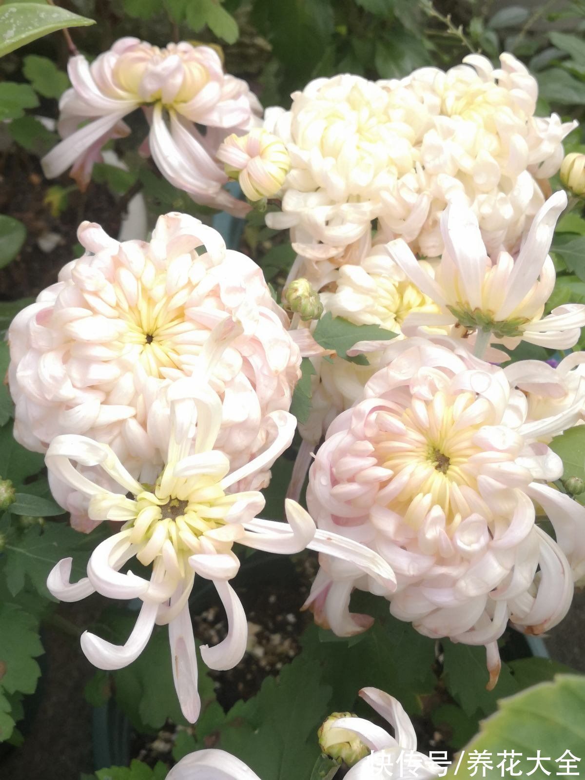 老年人喜欢的7种花,一看见就走不动路,年纪越大越喜欢